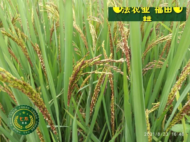 七不水稻即将上市-2021年新米预定月购限时特惠  家庭七不大米/红米 红皮大米/糯米/ 黑米/泰两优217/中浙优H7 宅配送