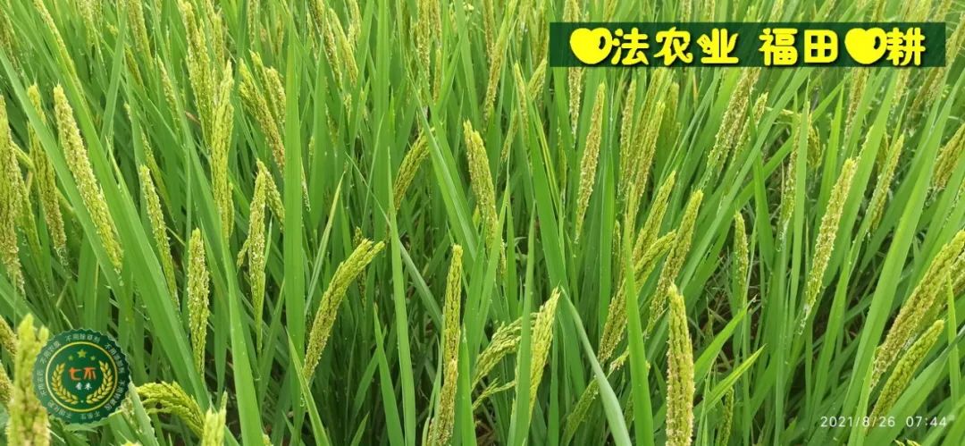 庆祝七不水稻 二级优质籼米 中浙优H7新上市-特惠五折预定，限时三天。可选1斤10斤及每月宅配送。