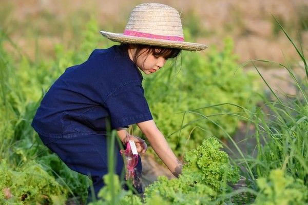 泰国Ginger Farm，30亩土地的亲子农场天天客流爆满！