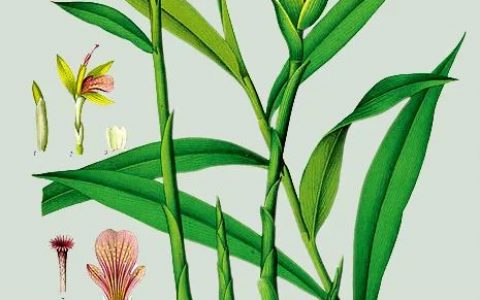 《燕山夜话》:姜够本 杂文集 作者马南邨(本名邓拓)-七不姜 生姜养生网-明德CSA生态姜园&明安农业