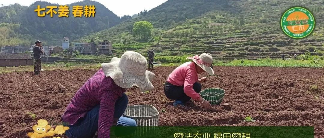2021年7月 夏天吃姜咯 小暑优惠券 小暑养生早吃姜