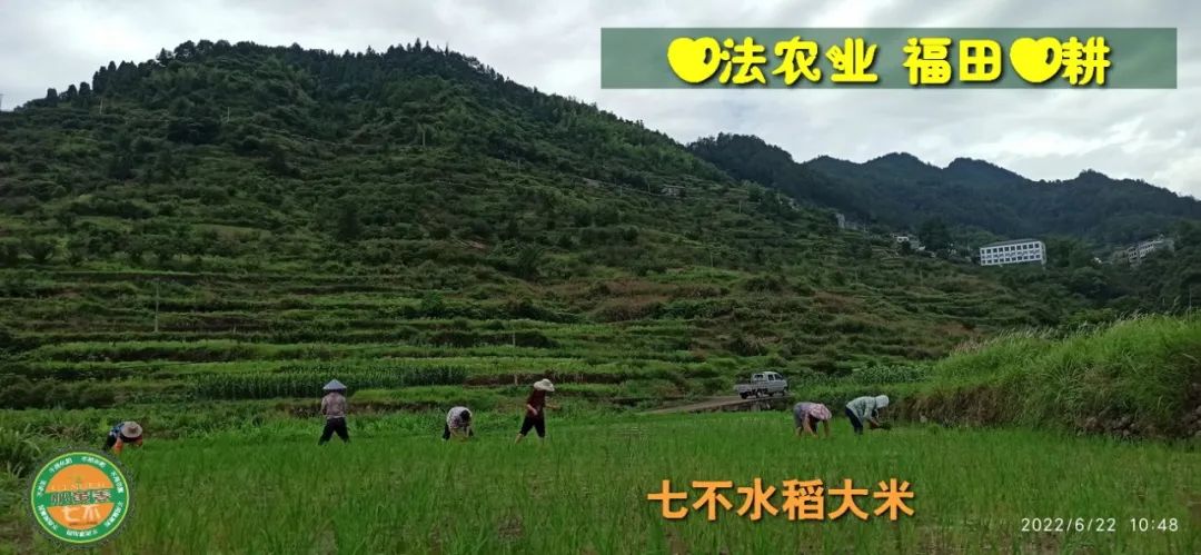 预定有礼-订购大米送生姜。2022年秋收浙江仙居新米⑤红籼米④黑米⑨勇优12粳米⑥糯米⑩香米华优18籼米 ⑾嘉丰优2号籼米 预定有礼-订购大米送生姜。2022年秋收浙江仙居新米⑤红籼米④黑米⑨勇优12粳米⑥糯米⑩香米华优18籼米 ⑾嘉丰优2号籼米
