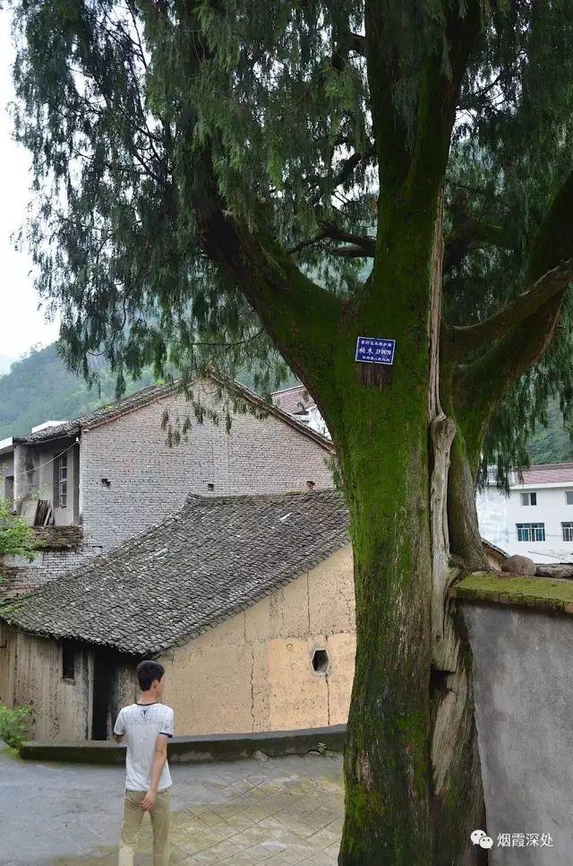 传统村落--溪港乡仁庄村(古村行013)- 秀美仙居 慈孝仁庄 明德生态姜园“七不”良心小黄姜发源地 传统村落--溪港乡仁庄村(古村行013)- 秀美仙居 慈孝仁庄 明德生态姜园“七不”良心小黄姜发源地