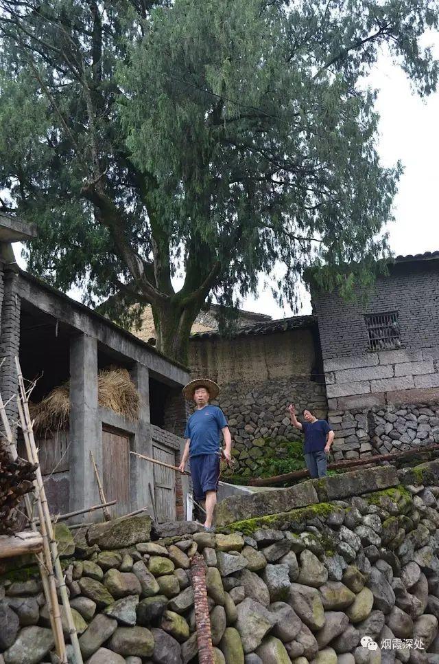 传统村落--溪港乡仁庄村(古村行013)- 秀美仙居 慈孝仁庄 明德生态姜园“七不”良心小黄姜发源地 传统村落--溪港乡仁庄村(古村行013)- 秀美仙居 慈孝仁庄 明德生态姜园“七不”良心小黄姜发源地