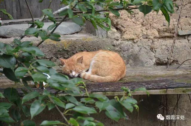传统村落--溪港乡仁庄村(古村行013)- 秀美仙居 慈孝仁庄 明德生态姜园“七不”良心小黄姜发源地 传统村落--溪港乡仁庄村(古村行013)- 秀美仙居 慈孝仁庄 明德生态姜园“七不”良心小黄姜发源地