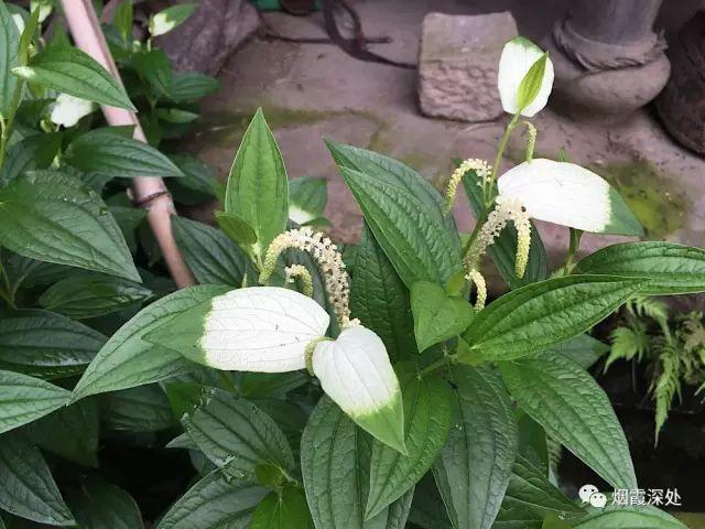 传统村落--溪港乡仁庄村(古村行013)- 秀美仙居 慈孝仁庄 明德生态姜园“七不”良心小黄姜发源地 传统村落--溪港乡仁庄村(古村行013)- 秀美仙居 慈孝仁庄 明德生态姜园“七不”良心小黄姜发源地