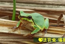 (●'?'●)6月慶祝春播春種順利完成！ 姜膏姜油 端午糯米 會員積分換購特惠 ，2023預售大米 會員折上折 6.18折-七不姜 生姜養生網-明德CSA生態姜園&明安農業