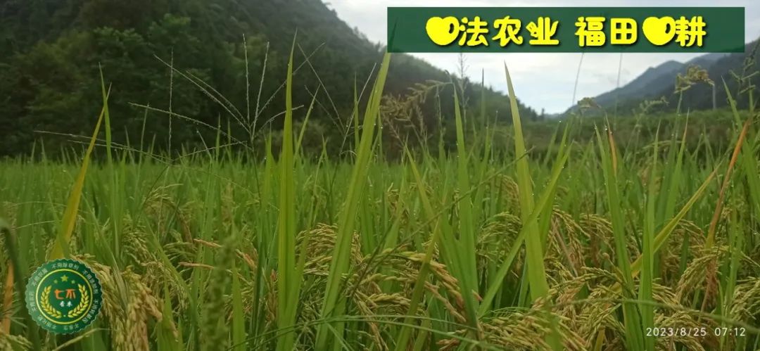 加入我们的七不姜养生微信群,专享2023年丰收节庆亚运优惠券! 满30元,即可立减10元!仅2天。 加入我们的七不姜养生微信群,专享2023年丰收节庆亚运优惠券! 满30元,即可立减10元!仅2天。