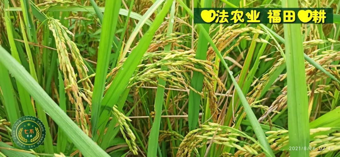 七不水稻即将上市-2021年新米预定月购限时特惠  家庭七不大米/红米 红皮大米/糯米/ 黑米/泰两优217/中浙优H7 宅配送