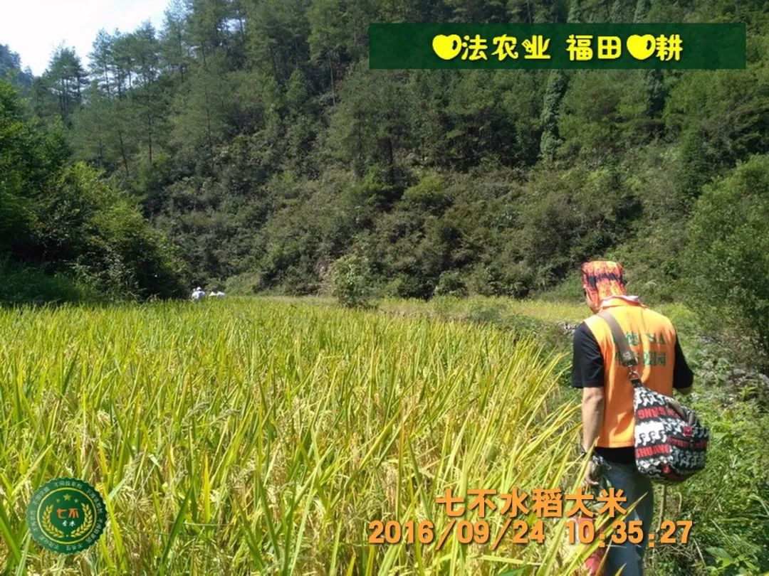 七不水稻即将上市-2021年新米预定月购限时特惠  家庭七不大米/红米 红皮大米/糯米/ 黑米/泰两优217/中浙优H7 宅配送