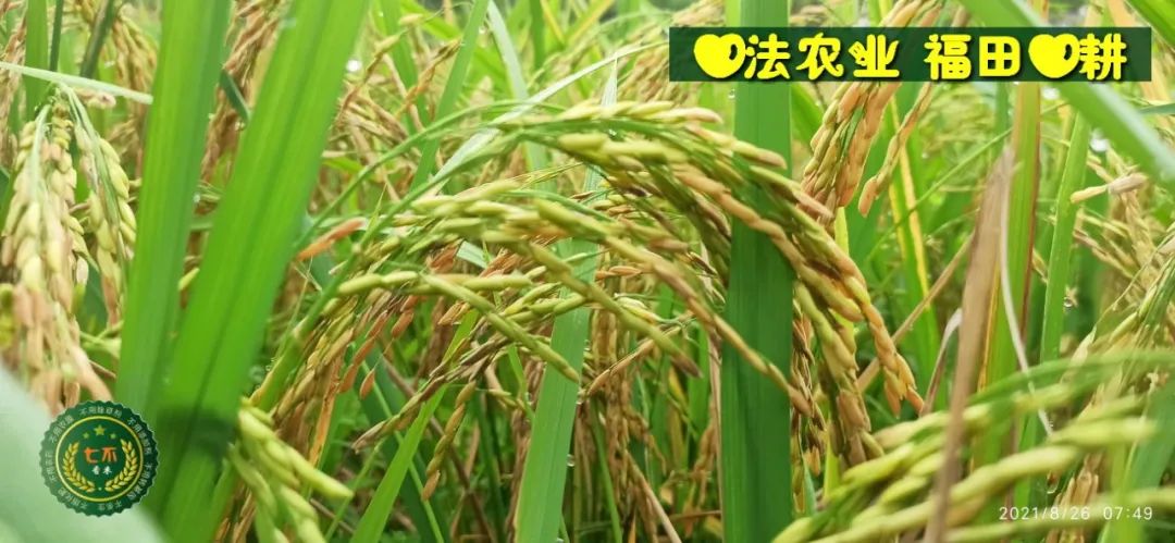 七不水稻即将上市-2021年新米预定月购限时特惠  家庭七不大米/红米 红皮大米/糯米/ 黑米/泰两优217/中浙优H7 宅配送