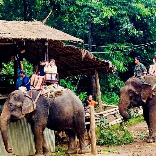 他山之石 | 清邁的30畝生姜農場,親子間的自然學堂-七不姜 生姜養生網-明德CSA生態姜園&明安農業