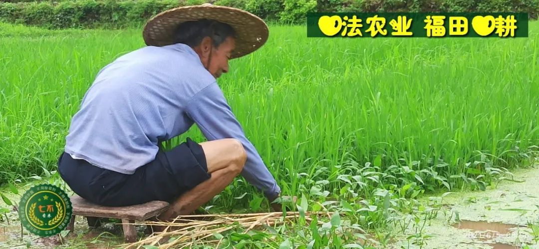 七不水稻即将上市-2021年新米预定月购限时特惠  家庭七不大米/红米 红皮大米/糯米/ 黑米/泰两优217/中浙优H7 宅配送