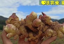 一年春作首 万事行为先(●'◡'●)4月春耕 防疫抗甲流 特惠折扣专场!继续送世界名品-七不姜 生姜养生网-明德CSA生态姜园&明安农业