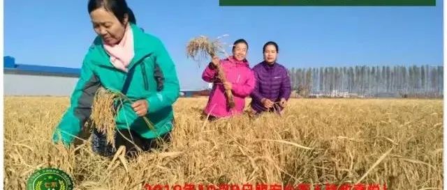 七不水稻即将上市-2021年新米预定月购限时特惠  家庭七不大米/红米 红皮大米/糯米/ 黑米/泰两优217/中浙优H7 宅配送