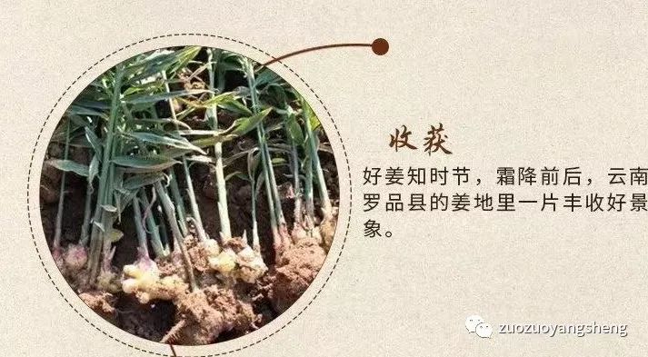 孩子喝姜汤怕辣？有机姜丸——给你纯纯的爱！