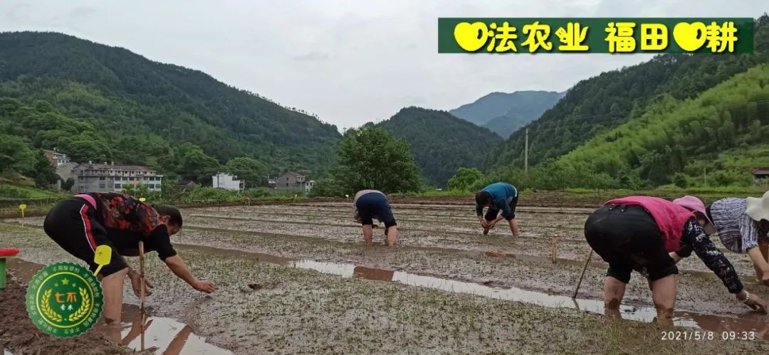 七不水稻即将上市-2021年新米预定月购限时特惠  家庭七不大米/红米 红皮大米/糯米/ 黑米/泰两优217/中浙优H7 宅配送