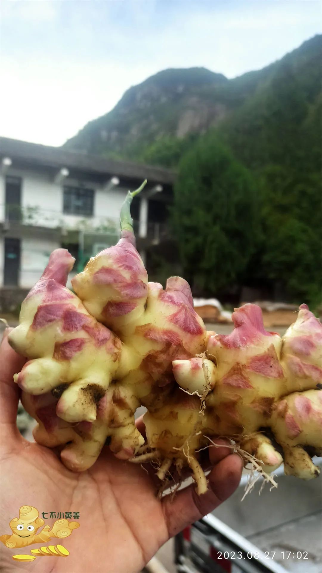 加入我们的七不姜养生微信群,专享2023年丰收节庆亚运优惠券! 满30元,即可立减10元!仅2天。 加入我们的七不姜养生微信群,专享2023年丰收节庆亚运优惠券! 满30元,即可立减10元!仅2天。