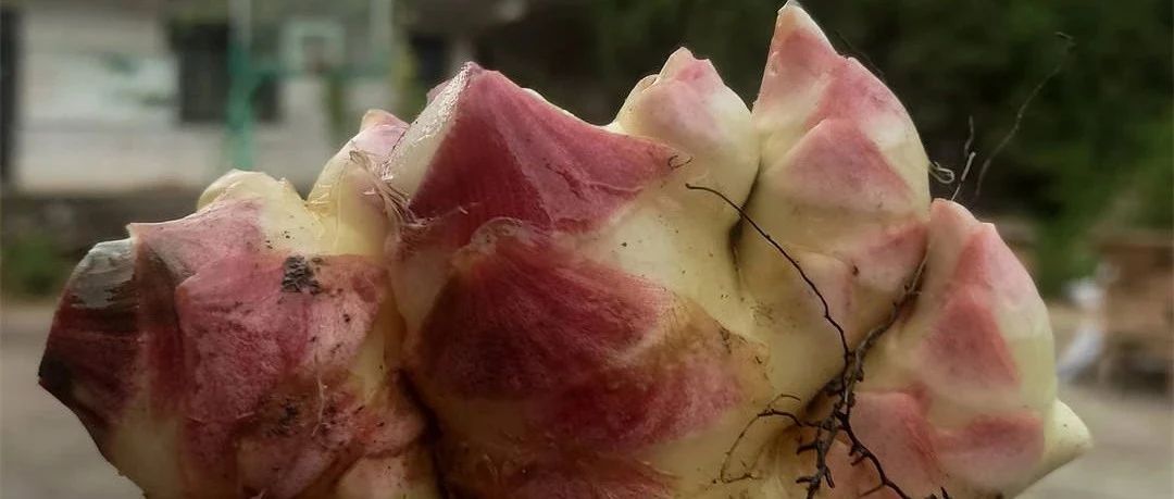 生姜贊歌-浙江仙居 七不小黃姜 鮮嫩姜 新鮮 超新上市 每周超鮮嫩姜2斤/5斤 生姜鮮姜2023年9月現采現發 生態自然-七不姜 生姜養生網-明德CSA生態姜園&明安農業