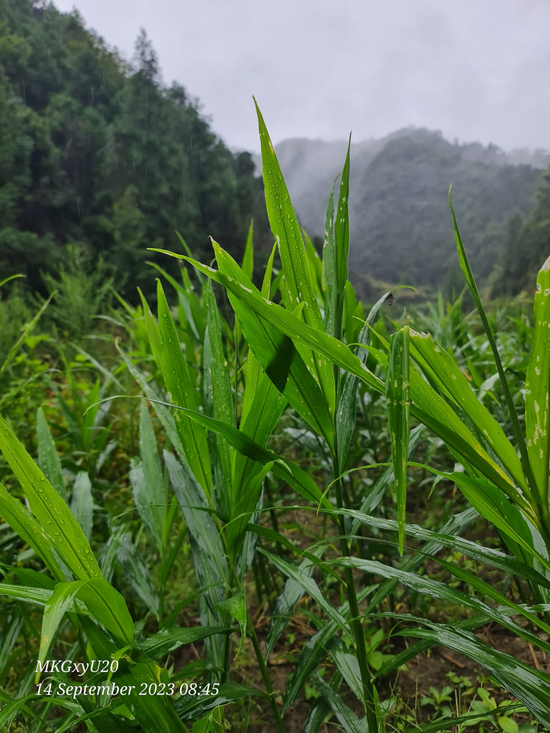 加入我们的七不姜养生微信群,专享2023年丰收节庆亚运优惠券! 满30元,即可立减10元!仅2天。 加入我们的七不姜养生微信群,专享2023年丰收节庆亚运优惠券! 满30元,即可立减10元!仅2天。