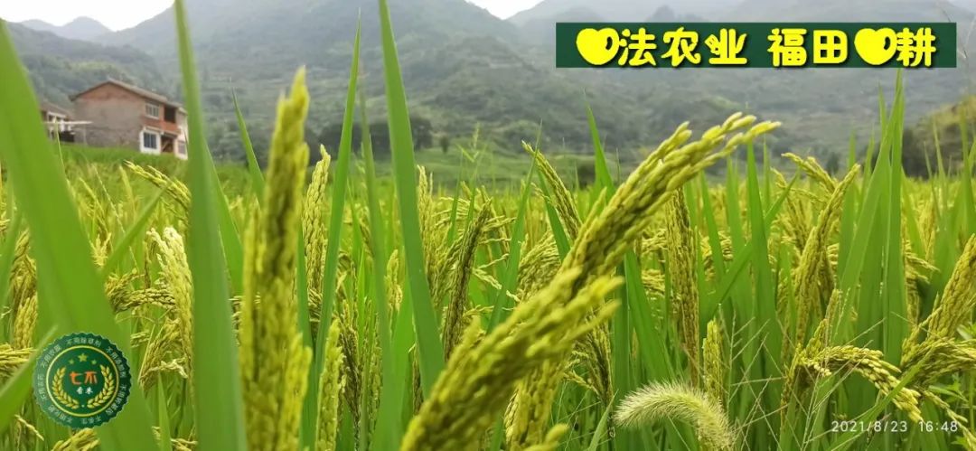 七不水稻即将上市-2021年新米预定月购限时特惠  家庭七不大米/红米 红皮大米/糯米/ 黑米/泰两优217/中浙优H7 宅配送