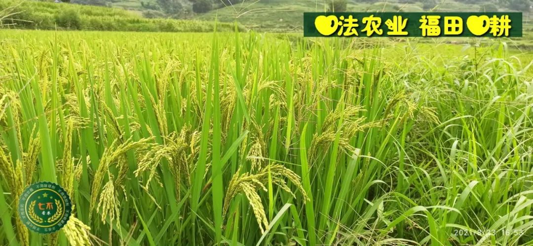 七不水稻即将上市-2021年新米预定月购限时特惠  家庭七不大米/红米 红皮大米/糯米/ 黑米/泰两优217/中浙优H7 宅配送