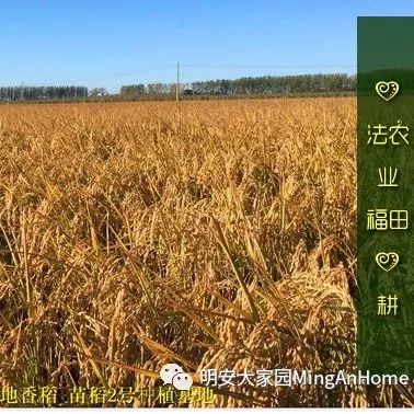 七不水稻即将上市-2021年新米预定月购限时特惠  家庭七不大米/红米 红皮大米/糯米/ 黑米/泰两优217/中浙优H7 宅配送