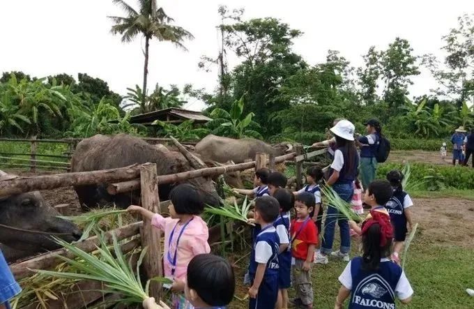 泰国Ginger Farm，30亩土地的亲子农场天天客流爆满！