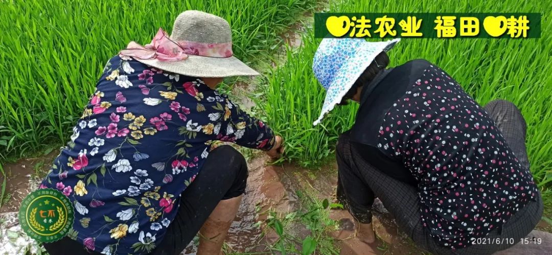 庆祝七不水稻 二级优质籼米 中浙优H7新上市-特惠五折预定，限时三天。可选1斤10斤及每月宅配送。