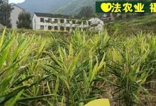 2022年七不姜秋收 明安农业告动物虫鸟书:尊敬的诸位动物虫鸟先生小姐们,七不小黄姜宝贝们-七不姜 生姜养生网-明德CSA生态姜园&明安农业