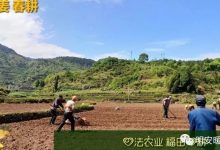 生姜养生 七不姜 明安农业企业 2022年新公众号 视频号 欢迎关注!-七不姜 生姜养生网-明德CSA生态姜园&明安农业