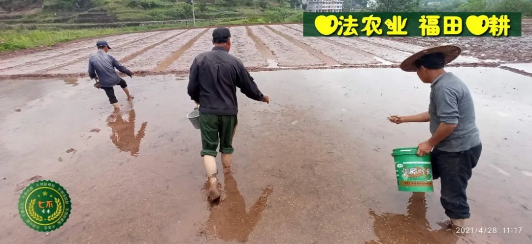 七不水稻即将上市-2021年新米预定月购限时特惠  家庭七不大米/红米 红皮大米/糯米/ 黑米/泰两优217/中浙优H7 宅配送