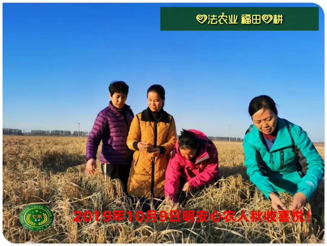 七不水稻即将上市-2021年新米预定月购限时特惠  家庭七不大米/红米 红皮大米/糯米/ 黑米/泰两优217/中浙优H7 宅配送