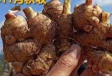 姜灌肠姜栓10粒 原始点热源(姜汤姜粉泥灌肠的补充)热源直达患处体伤 七不姜粉+栓剂基质辅料及生姜养生 姜的应用视频集-七不姜 生姜养生网-明德CSA生态姜园&明安农业