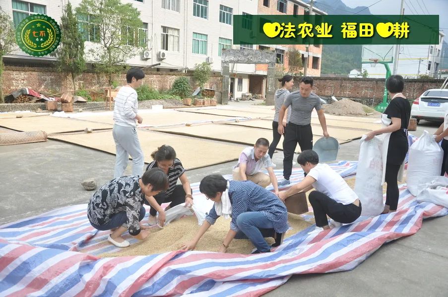 七不水稻即将上市-2021年新米预定月购限时特惠  家庭七不大米/红米 红皮大米/糯米/ 黑米/泰两优217/中浙优H7 宅配送