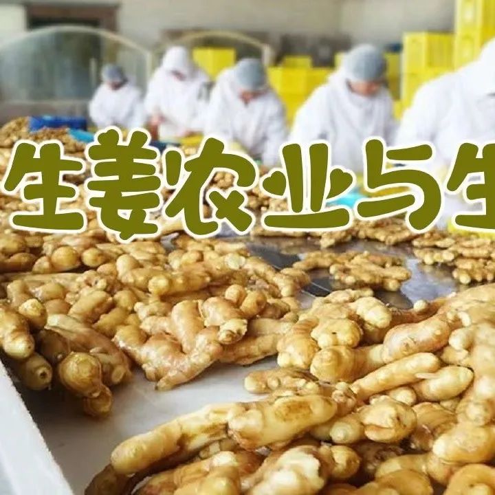 七不姜网店2022.1.29-2.8春节订单中奖名单揭晓啦！感恩鼓舞！谢谢你们的厚爱支持！恭喜得奖！