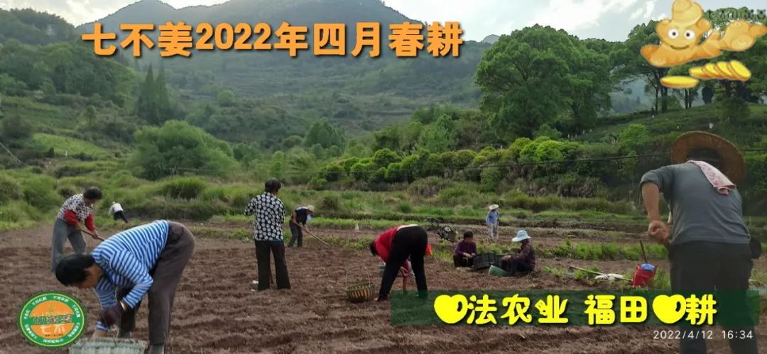 明安农业五月种七不水稻了。六月端午别忘吃粽子。买糯米要七不种植的...自然生态超越有机！七不姜优惠发劵
