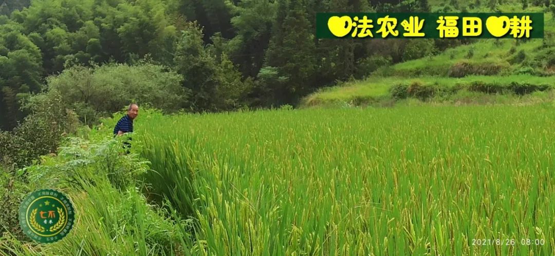 七不水稻即将上市-2021年新米预定月购限时特惠  家庭七不大米/红米 红皮大米/糯米/ 黑米/泰两优217/中浙优H7 宅配送