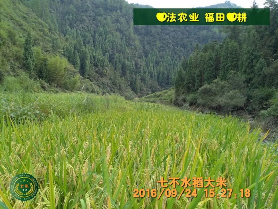 七不水稻即将上市-2021年新米预定月购限时特惠  家庭七不大米/红米 红皮大米/糯米/ 黑米/泰两优217/中浙优H7 宅配送