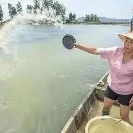 姜在水產養殖中大有好處，應該如何用來預防魚蝦疾病-七不姜 生姜養生網-明德CSA生態姜園&明安農業