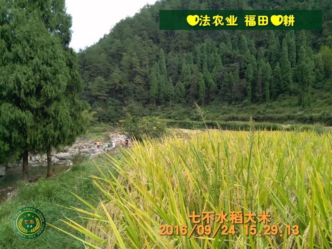 庆祝七不水稻 二级优质籼米 中浙优H7新上市-特惠五折预定，限时三天。可选1斤10斤及每月宅配送。
