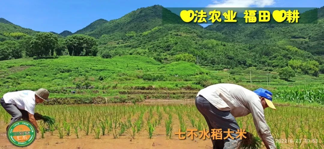 预定有礼-订购大米送生姜。2022年秋收浙江仙居新米⑤红籼米④黑米⑨勇优12粳米⑥糯米⑩香米华优18籼米 ⑾嘉丰优2号籼米 预定有礼-订购大米送生姜。2022年秋收浙江仙居新米⑤红籼米④黑米⑨勇优12粳米⑥糯米⑩香米华优18籼米 ⑾嘉丰优2号籼米