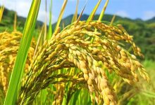 2022年新紅米/黑米/長粒香米 國慶秋收新上市，會員特惠，七不姜小黃姜 禮品卡 優惠劵 會員申請 折扣 積分2022年10月-七不姜 生姜養生網-明德CSA生態姜園&明安農業