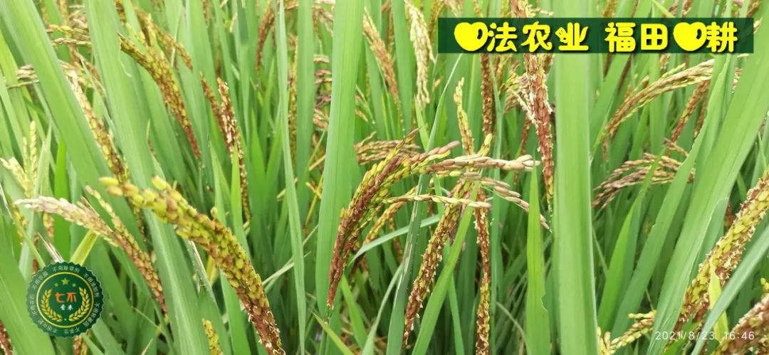 七不水稻即将上市-2021年新米预定月购限时特惠  家庭七不大米/红米 红皮大米/糯米/ 黑米/泰两优217/中浙优H7 宅配送